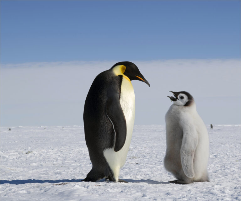 Sun Caiyou - Complaint